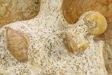 Wide Jurassic Ammonites (Bigotites) Fossil - Évrecy, France #383642-2